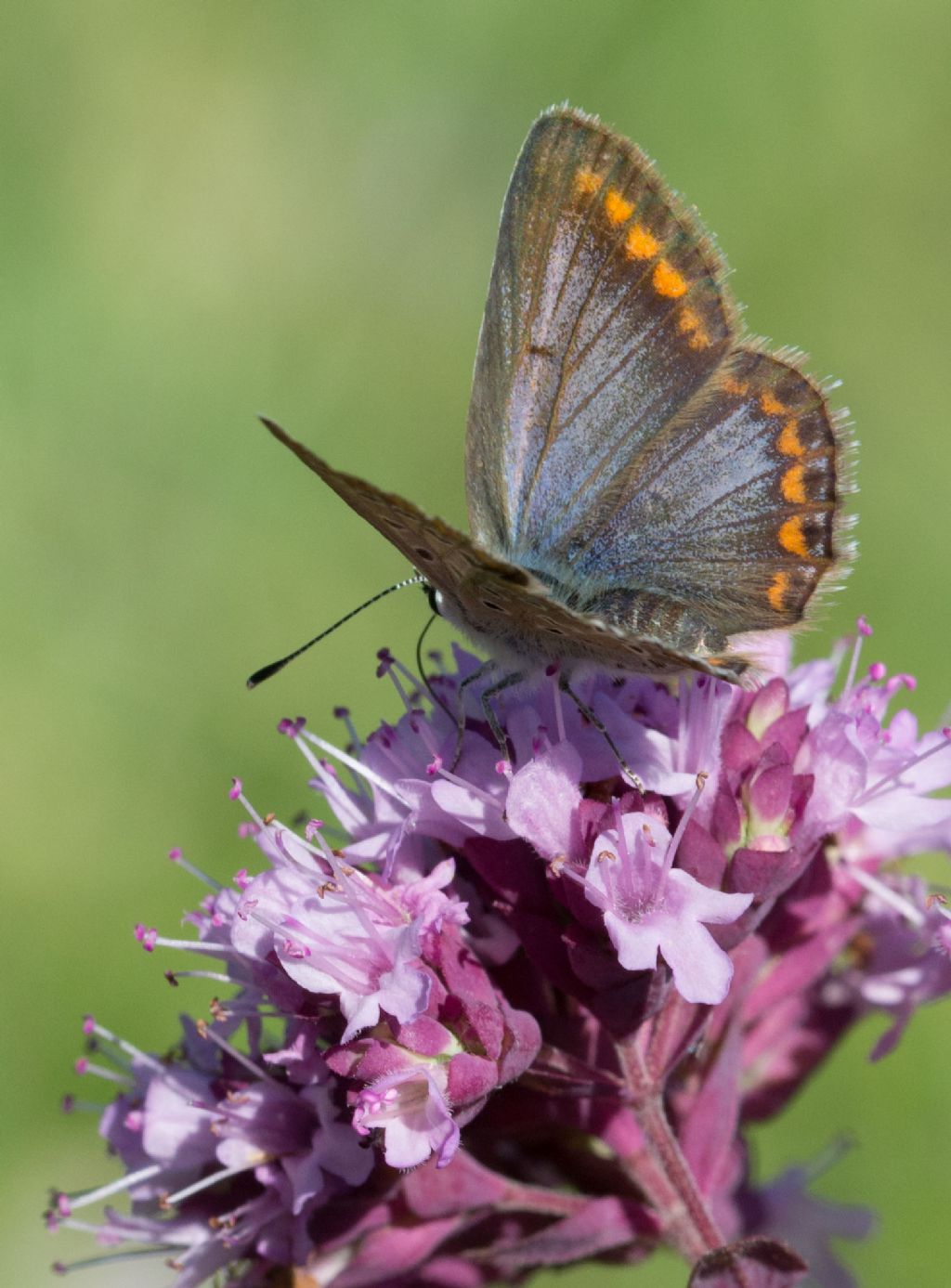 Polyommatus bellargus ceronus?  No, Polyommatus icarus